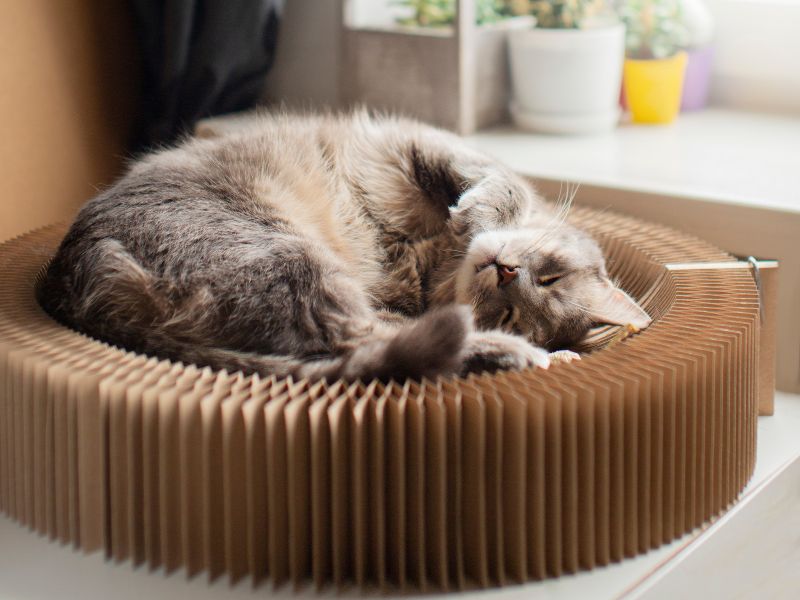 Cat laying on a bed