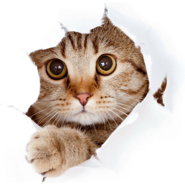 Cat peeking through paper