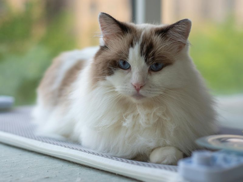 Cat sitting in a window