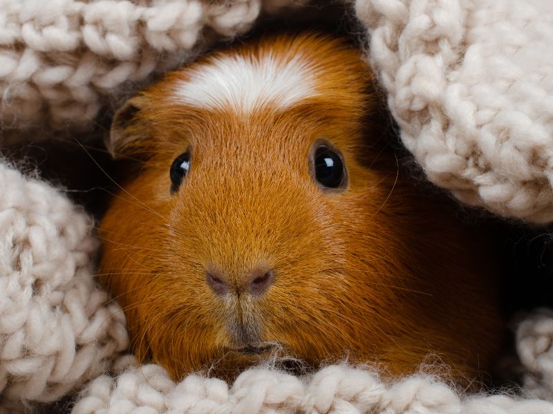 Guinea pig in a crochet blanket