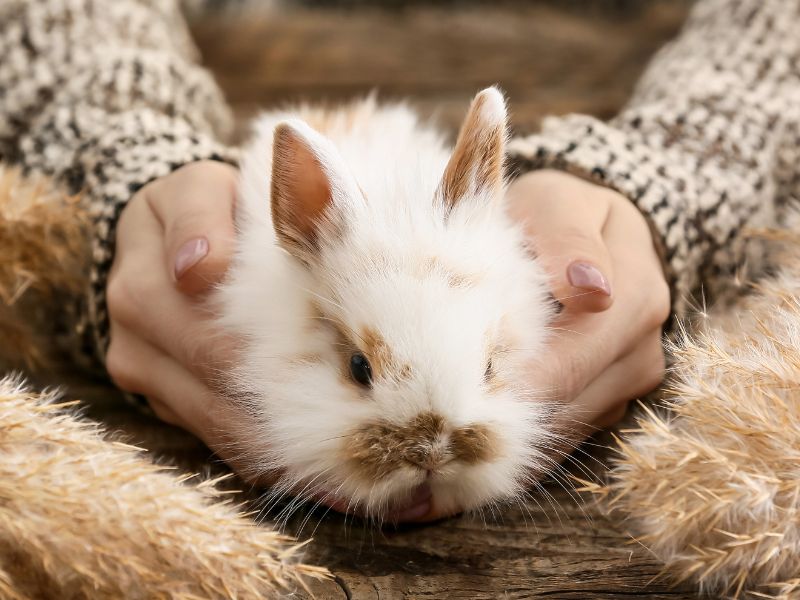 Rabbit being held by a woman