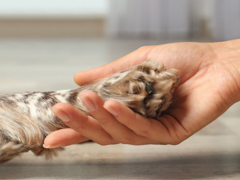 woman holding a dog's paw