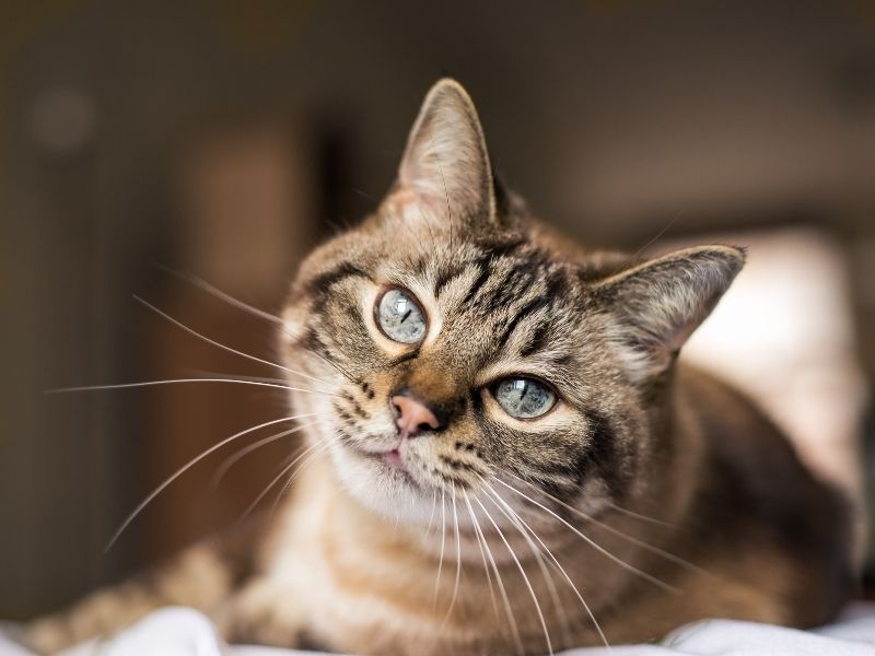Brown tabby cat, blue eyes