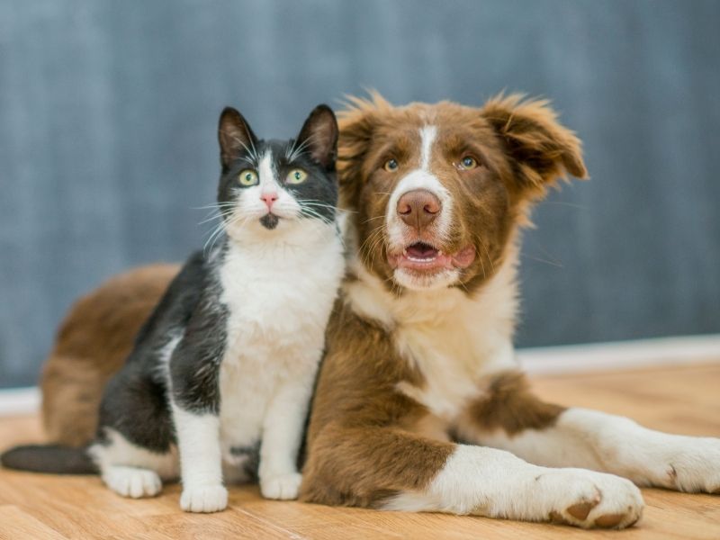 Cat and dog together