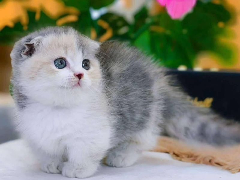 Cute Scottish Fold kitten
