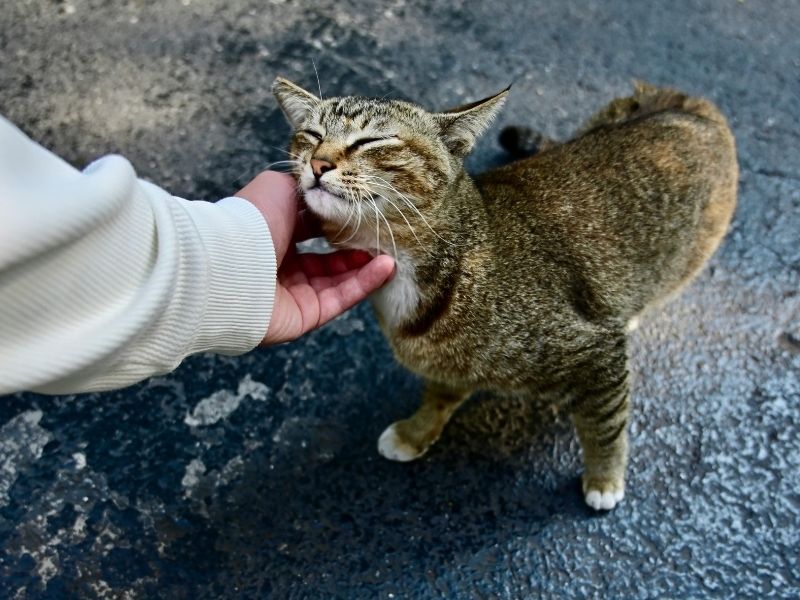 Hand petting happy tabby cat.