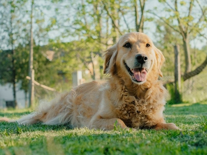 Happy golden retriever lying down