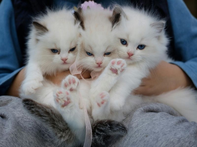 Person holding three kittens