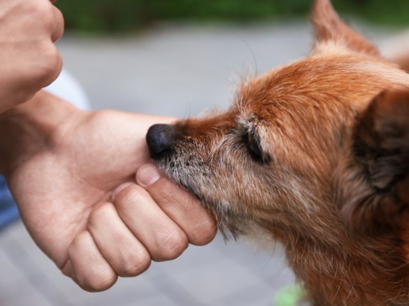 Person petting small dog