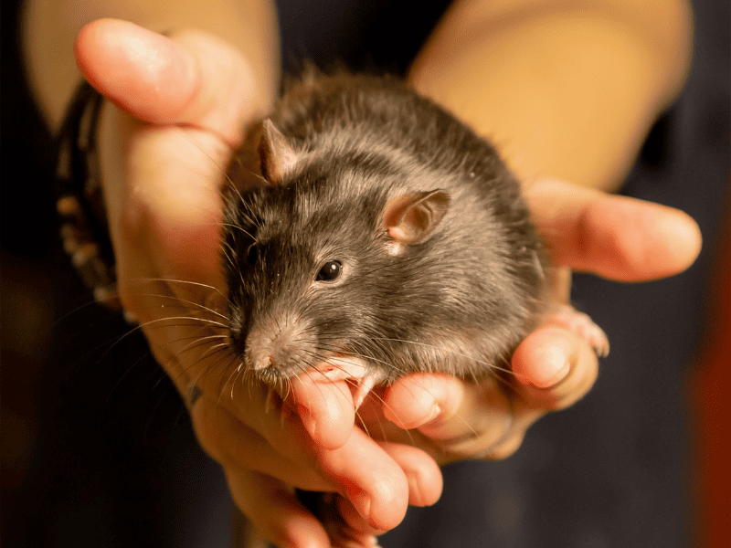 Rat held in hands
