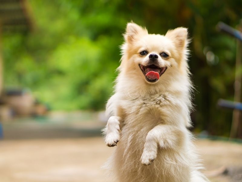 Smiling white dog standing