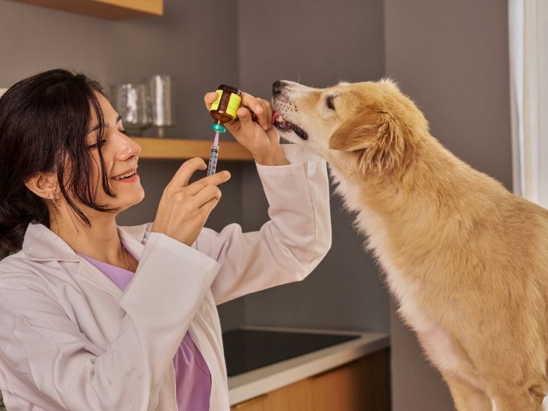 Veterinarian with dog, syringe