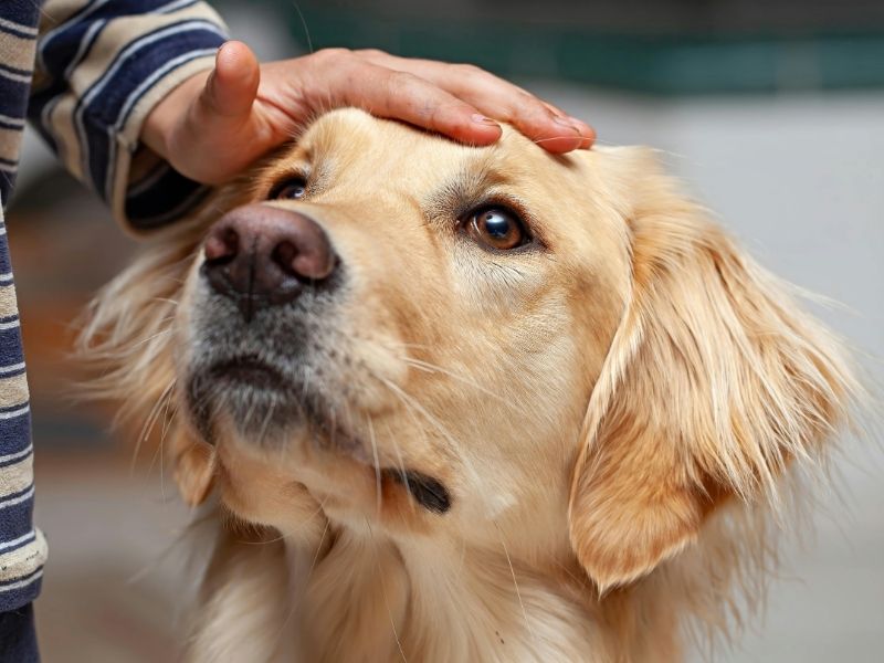 Hand petting golden retriever