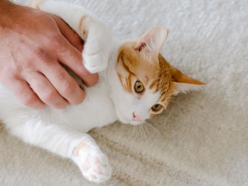 Hand petting orange white cat