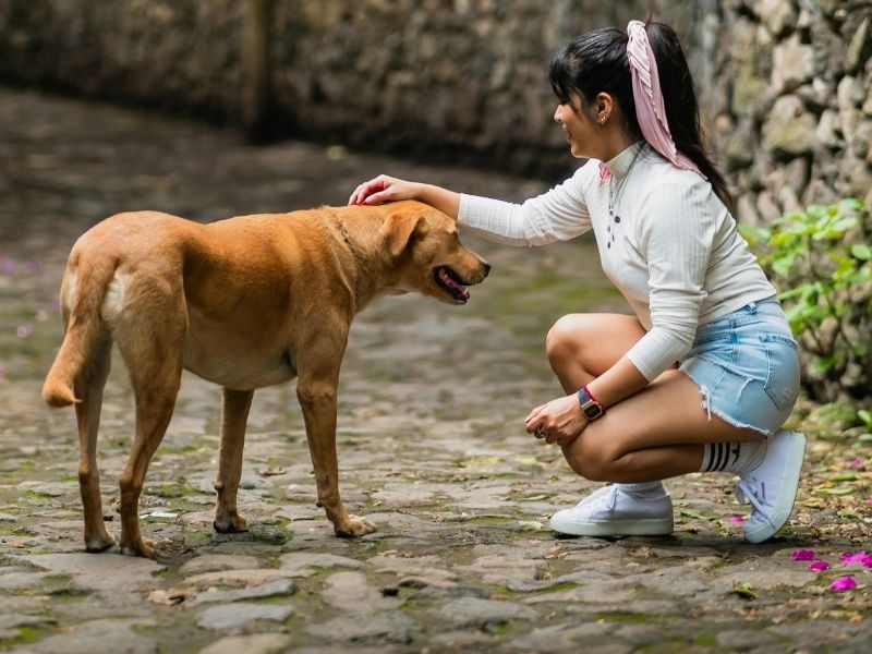 Woman petting brown dog